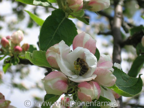 honigbiene auf einer apfelblüte